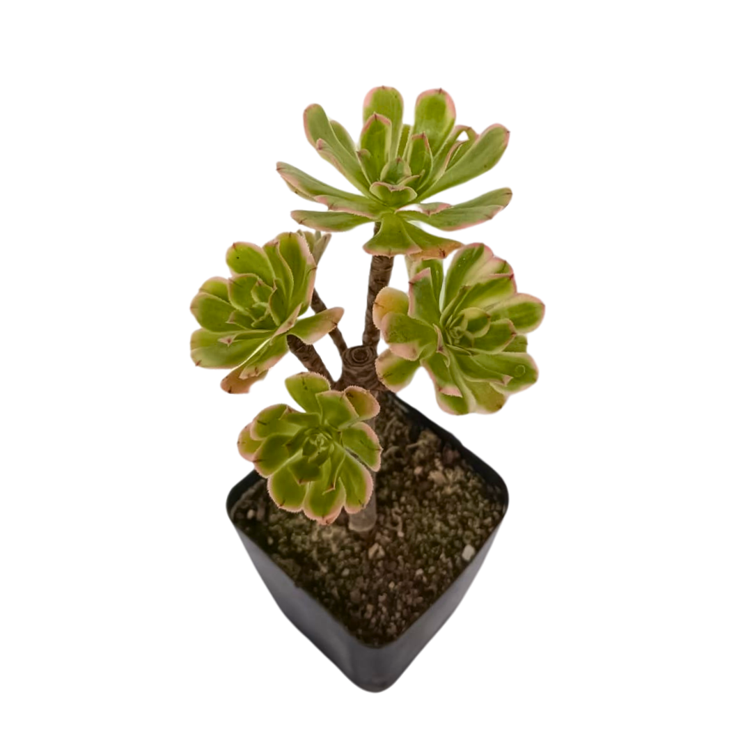Aeonium lutovariegatum
