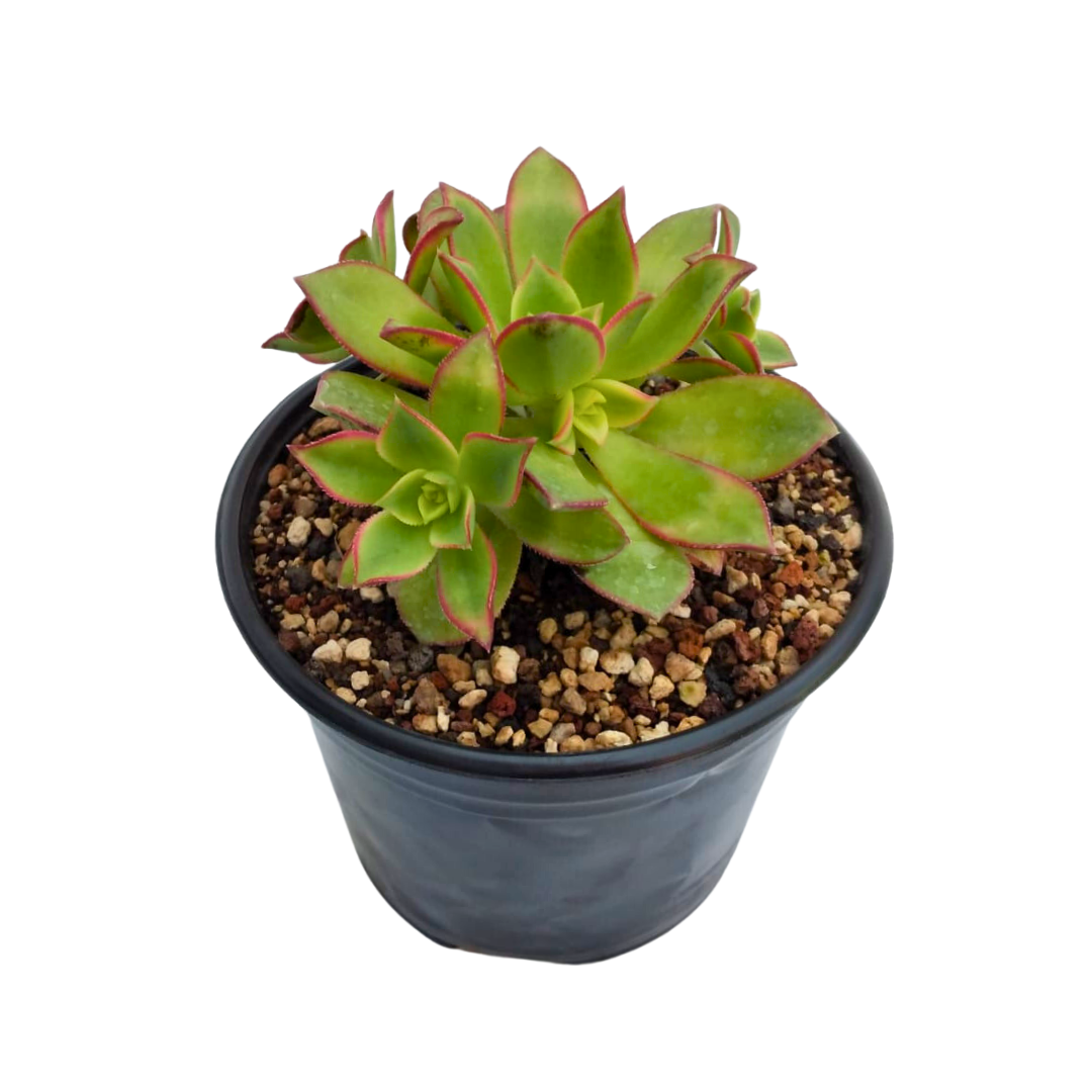Aeonium Haworthi Kiwi