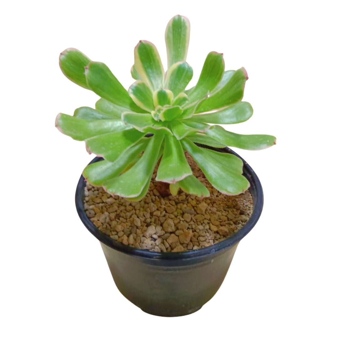 Aeonium lutovariegatum