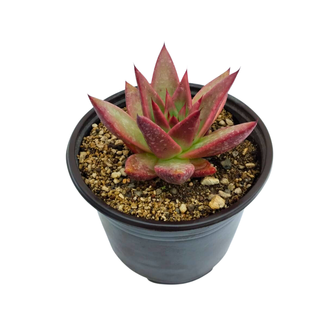 Echeveria Agavoides