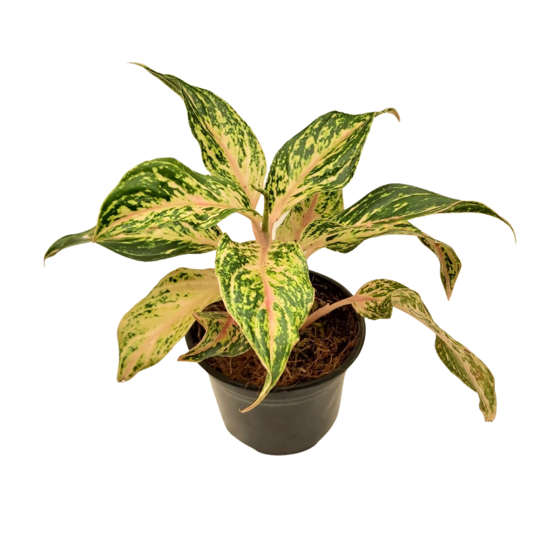 Aglaonema Pink