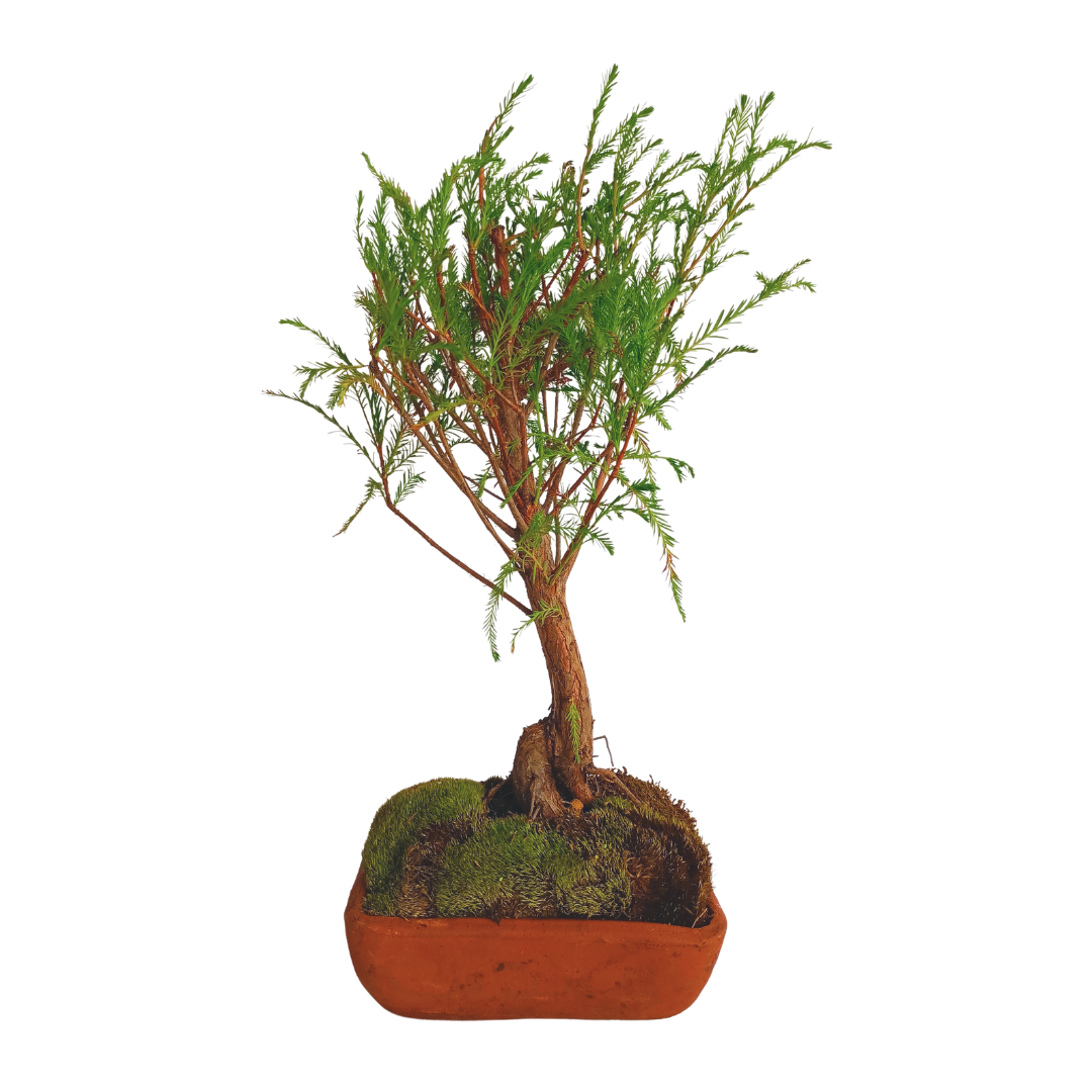 Ahuehuete bonsai