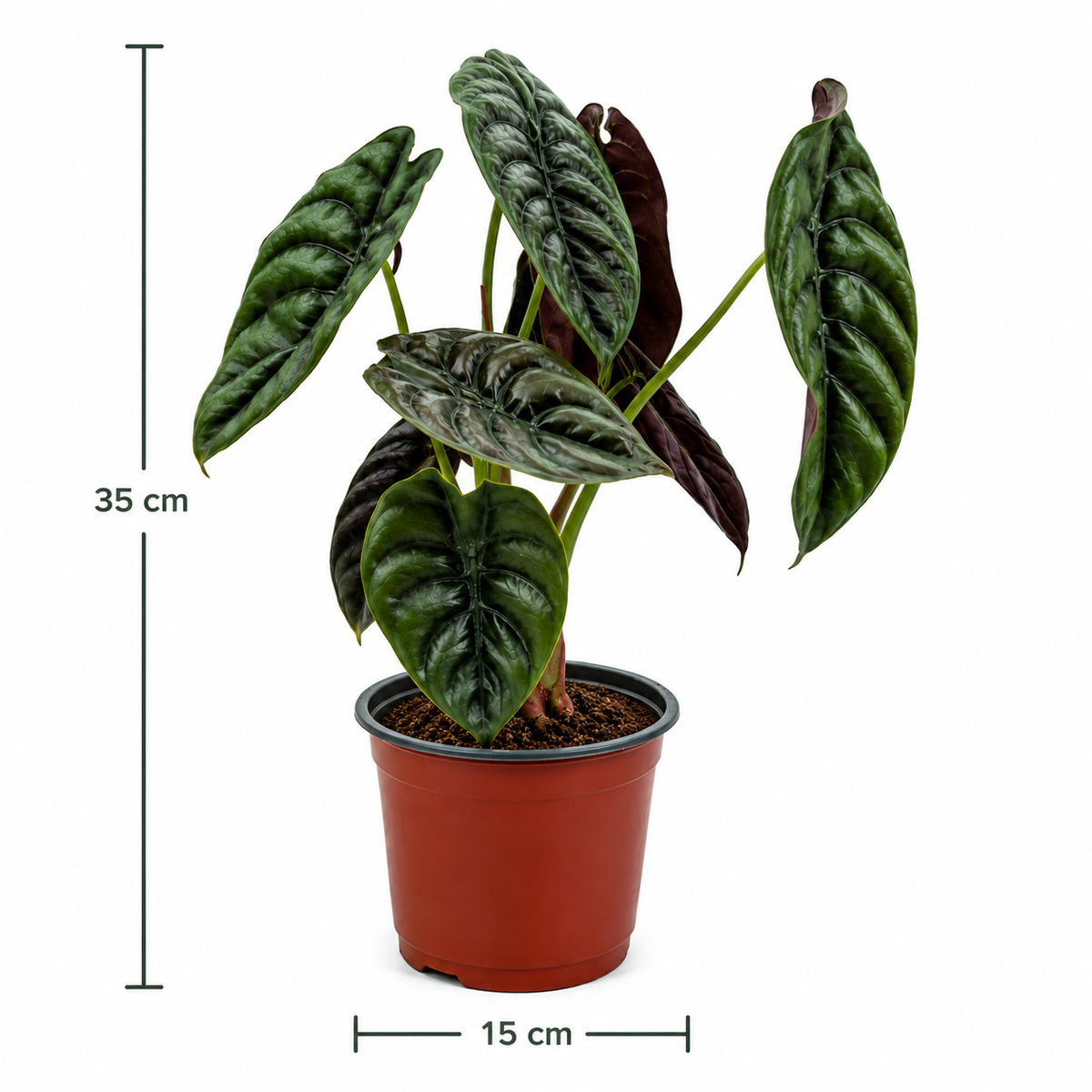 Alocasia cuprea red secret maceta de 6 pulgadas con medidas