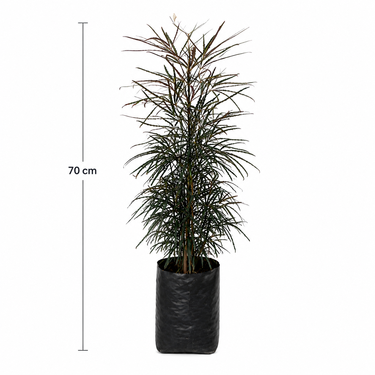 Aralia elegantísima con medidas