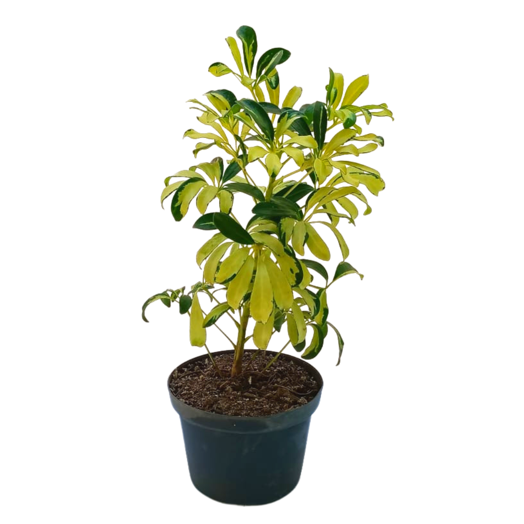 Aralia golden