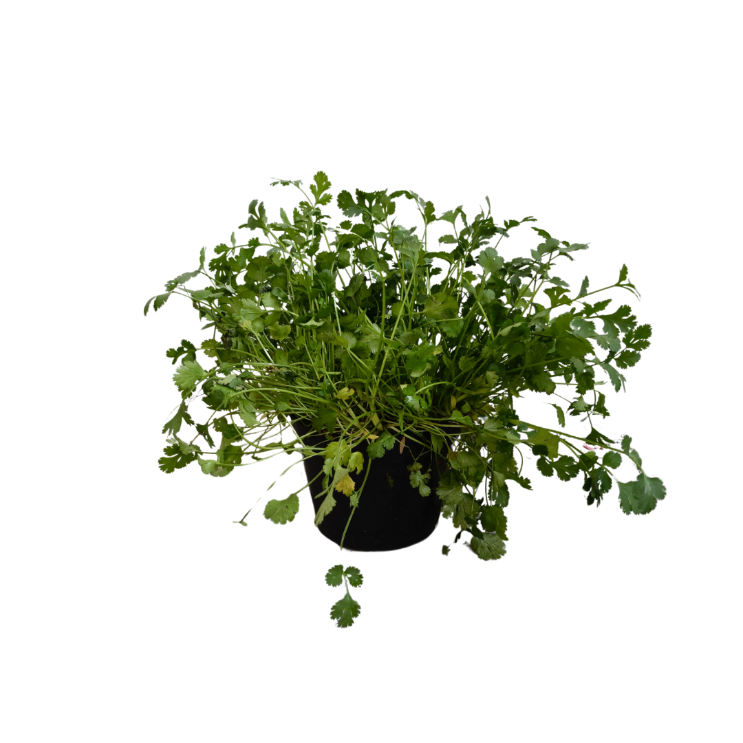 Cilantro