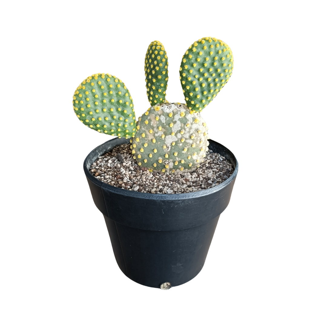 Opuntia Microdasys