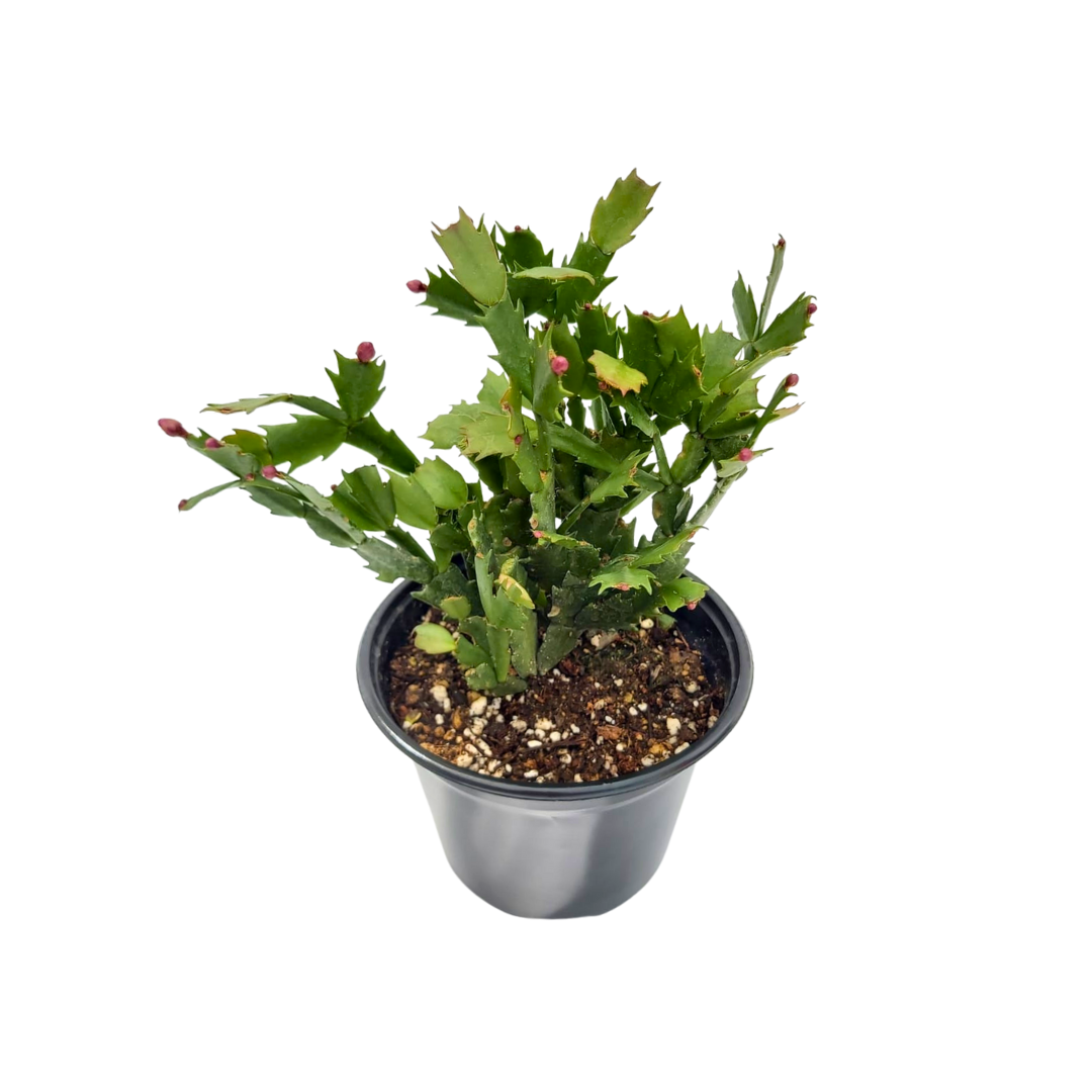 Cactus Navidad