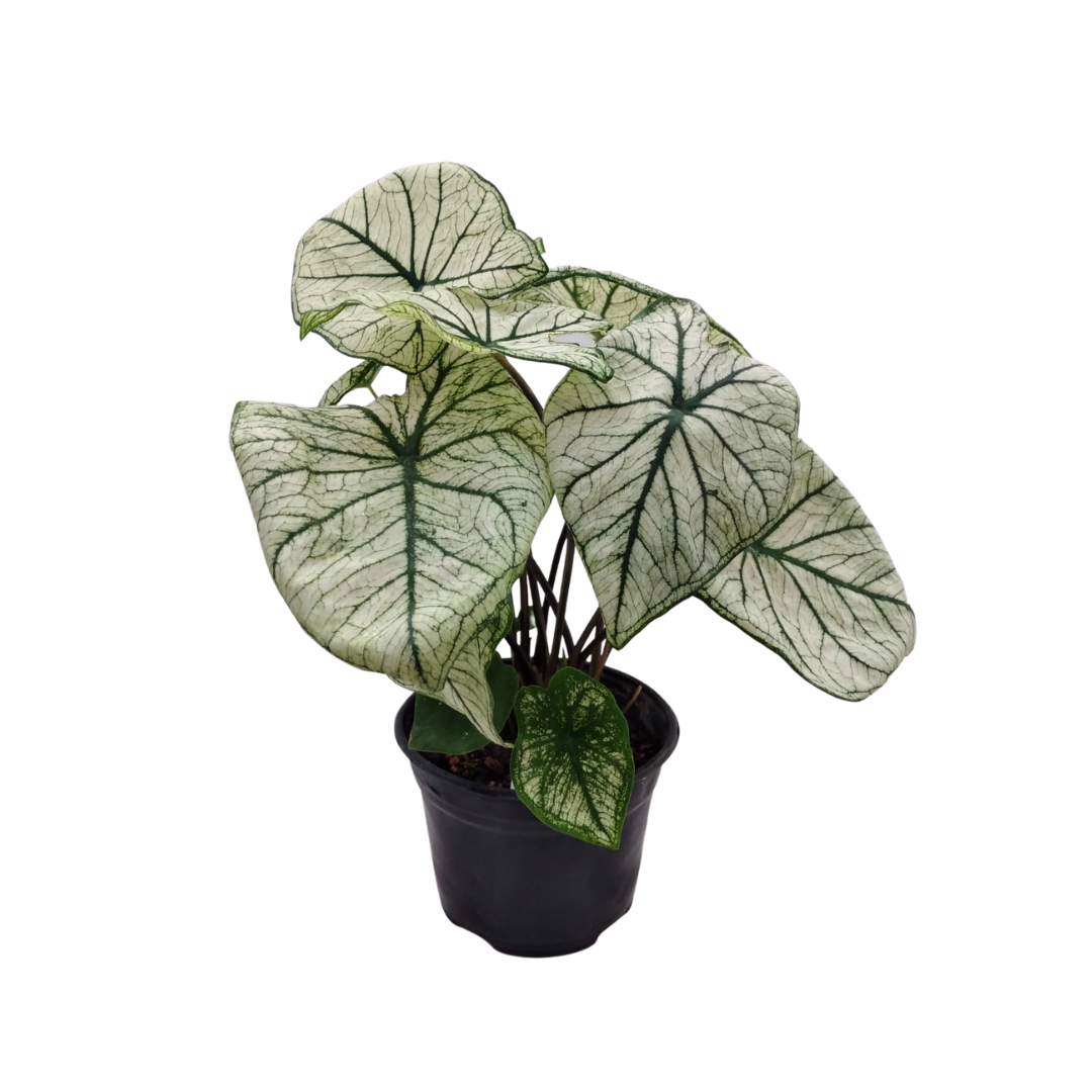 Caladium