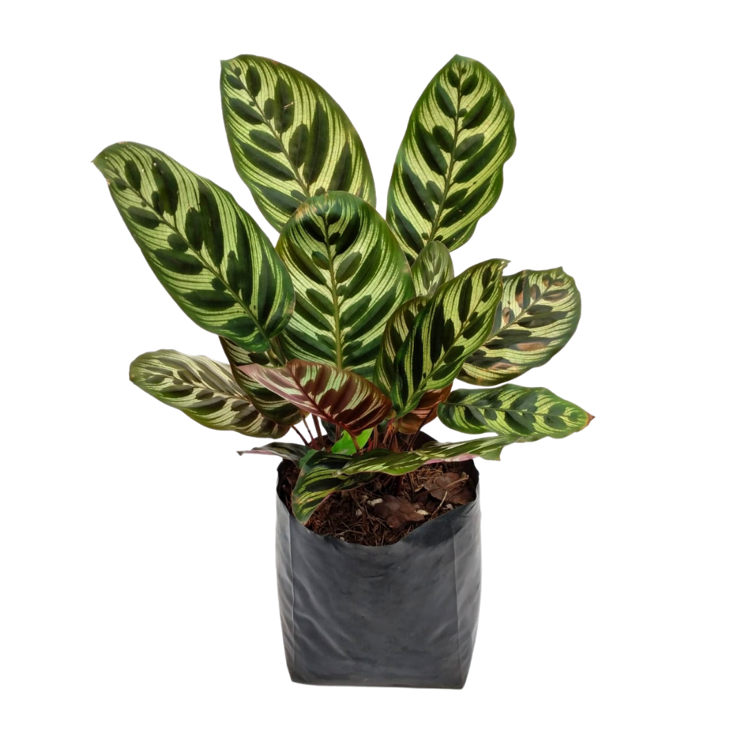 Calathea Makoyana