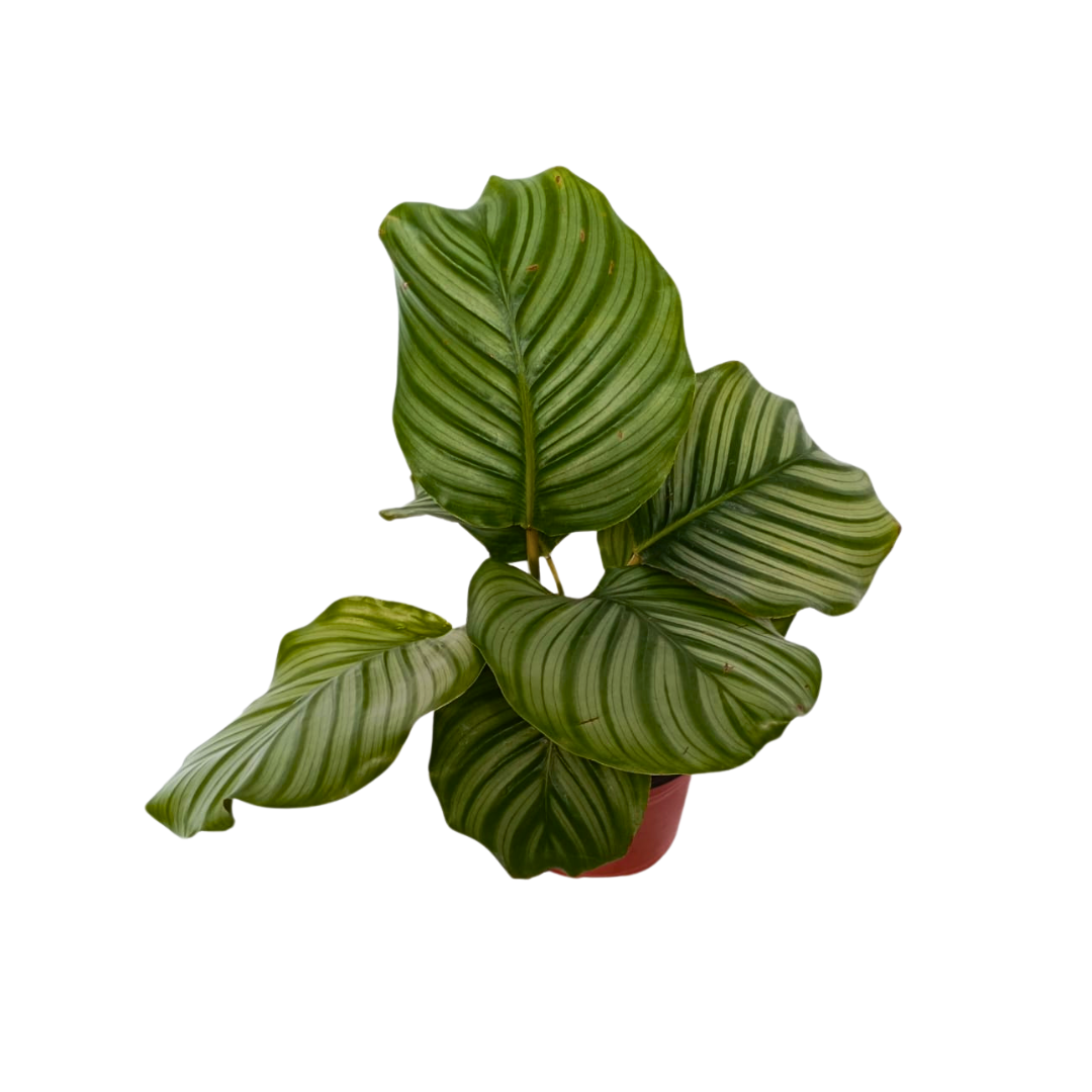 Calathea Orbifolia