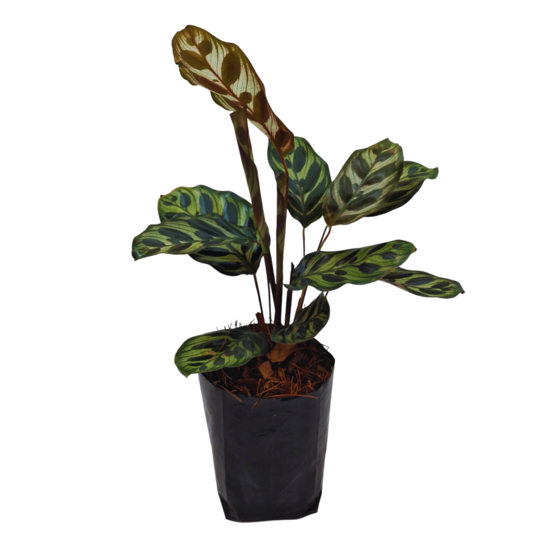 Calathea Makoyana
