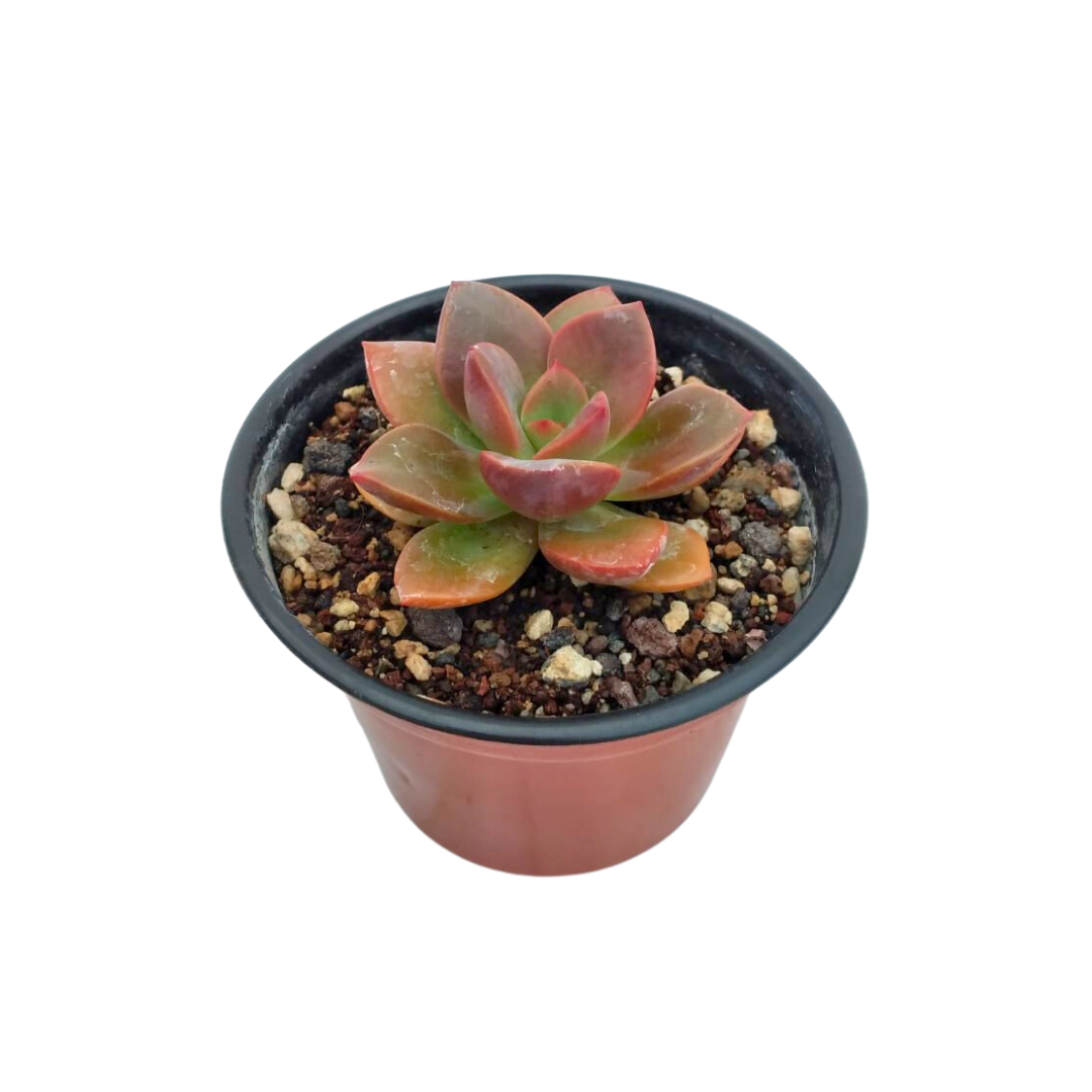 Echeveria Chroma
