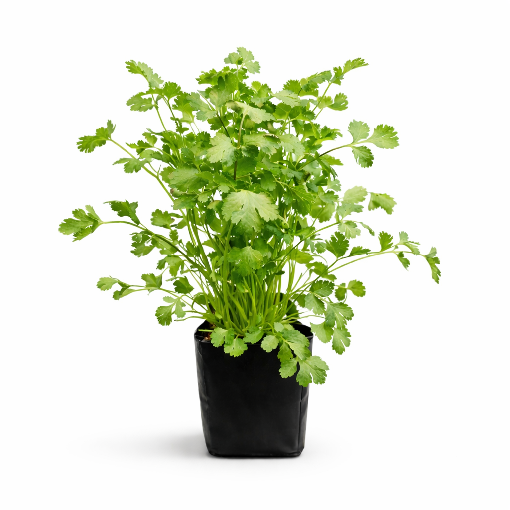 Planta de cilantro en maceta con hojas verdes frescas lista para consumo