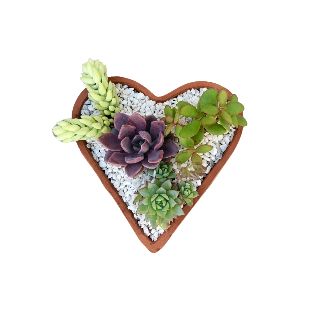 Corazón Suculento