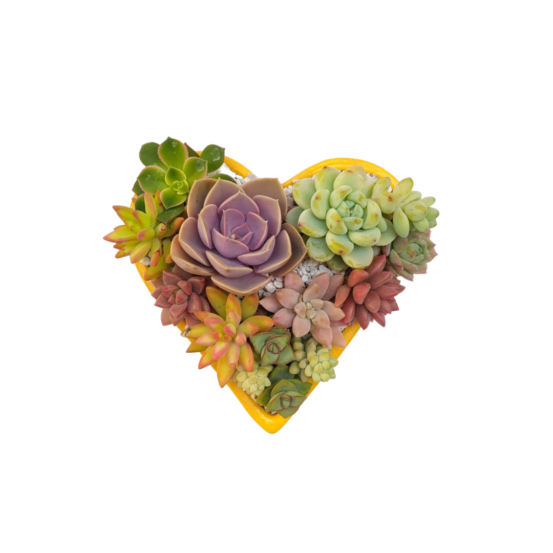 Corazón suculento
