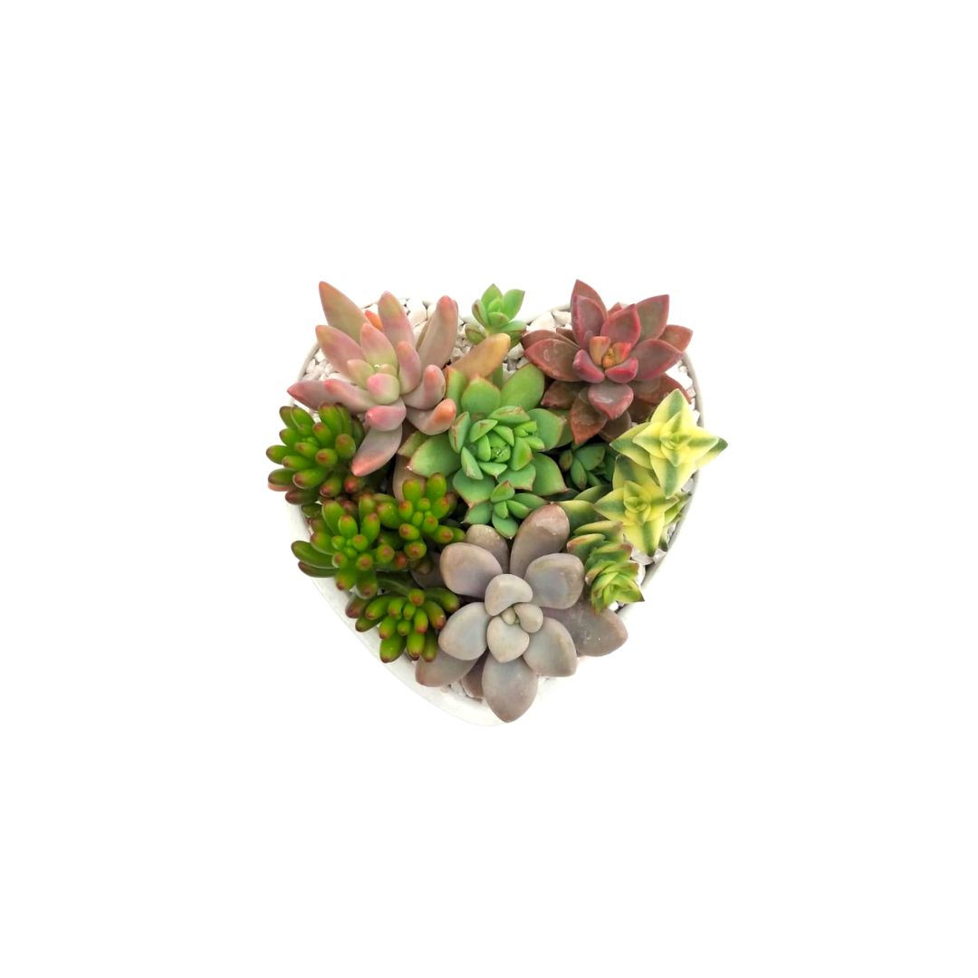 Corazón suculento