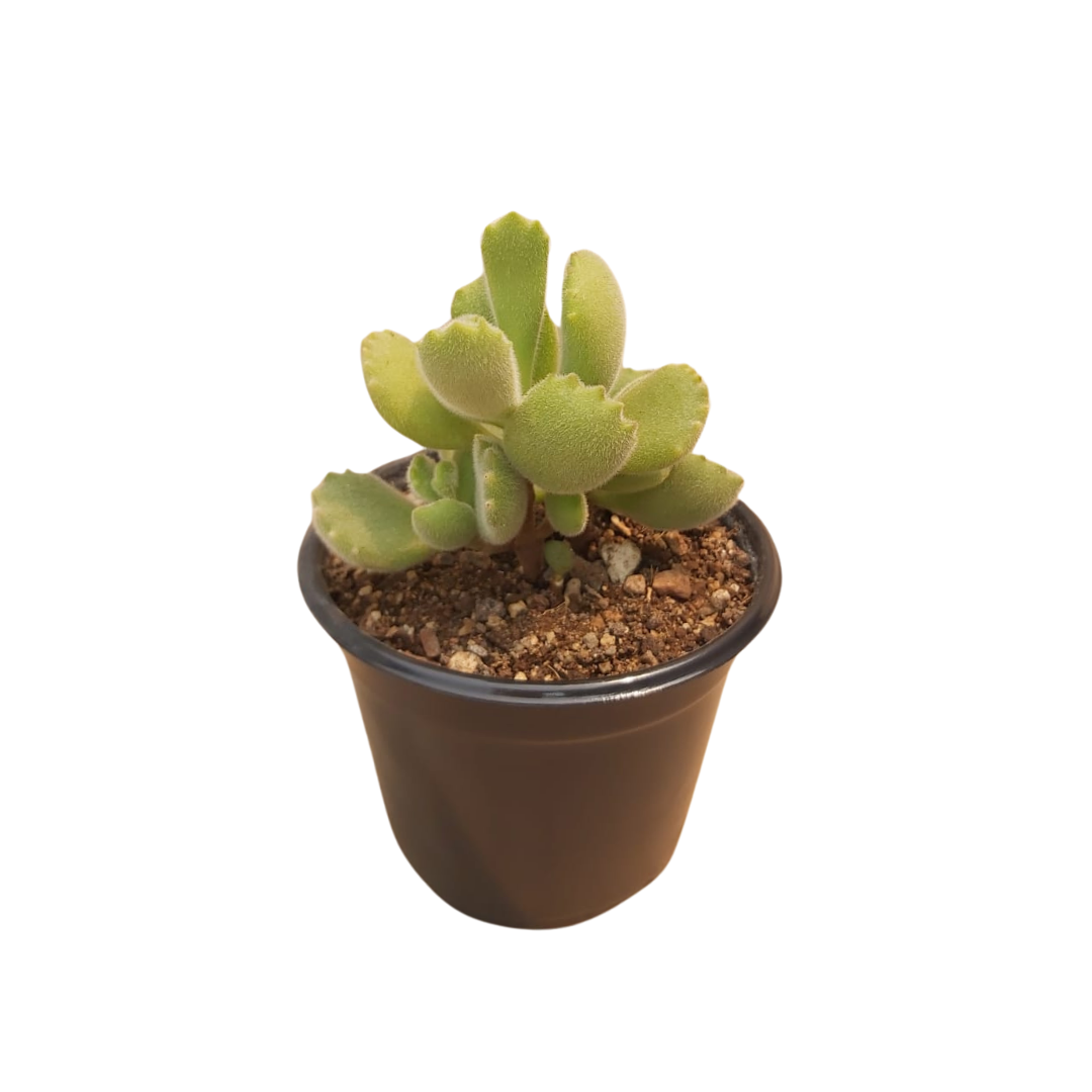 Cotyledon Tomentosa
