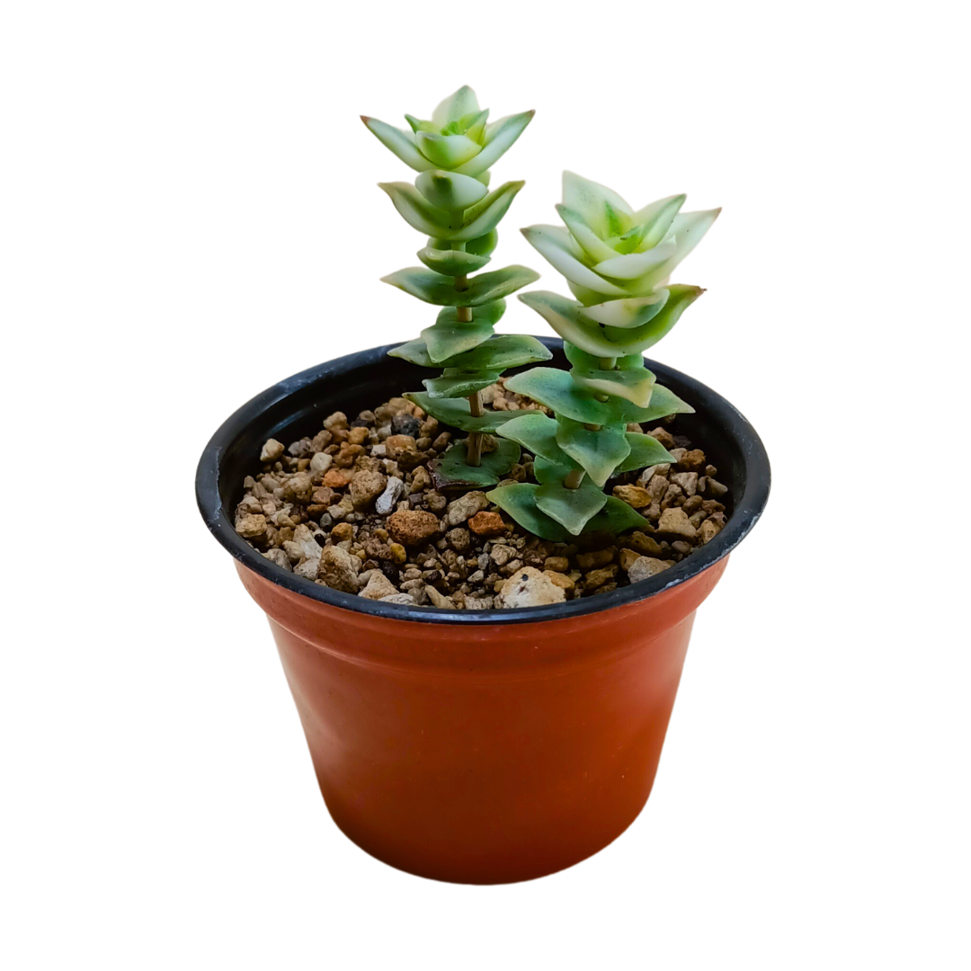 Crassula Perforata Variegada