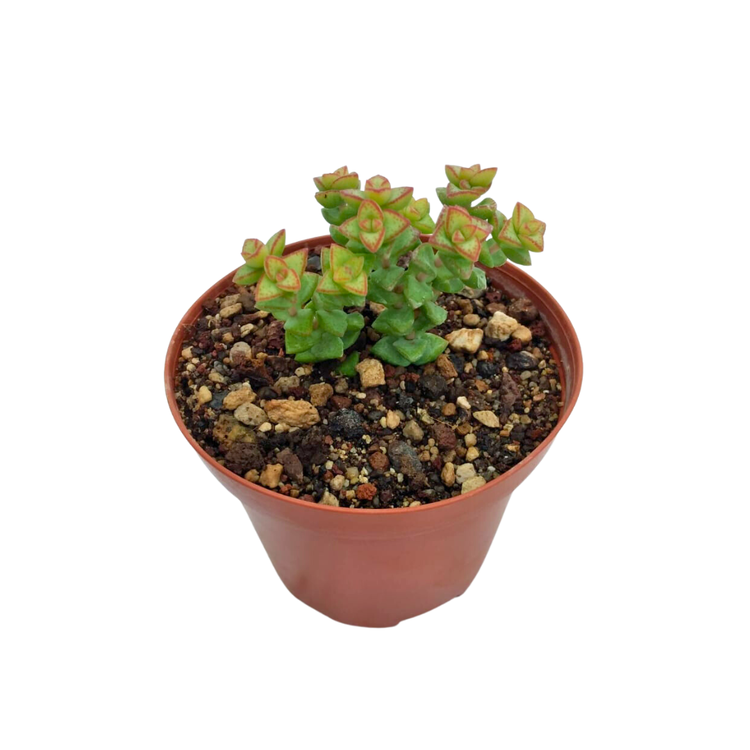 Crassula Rupestris