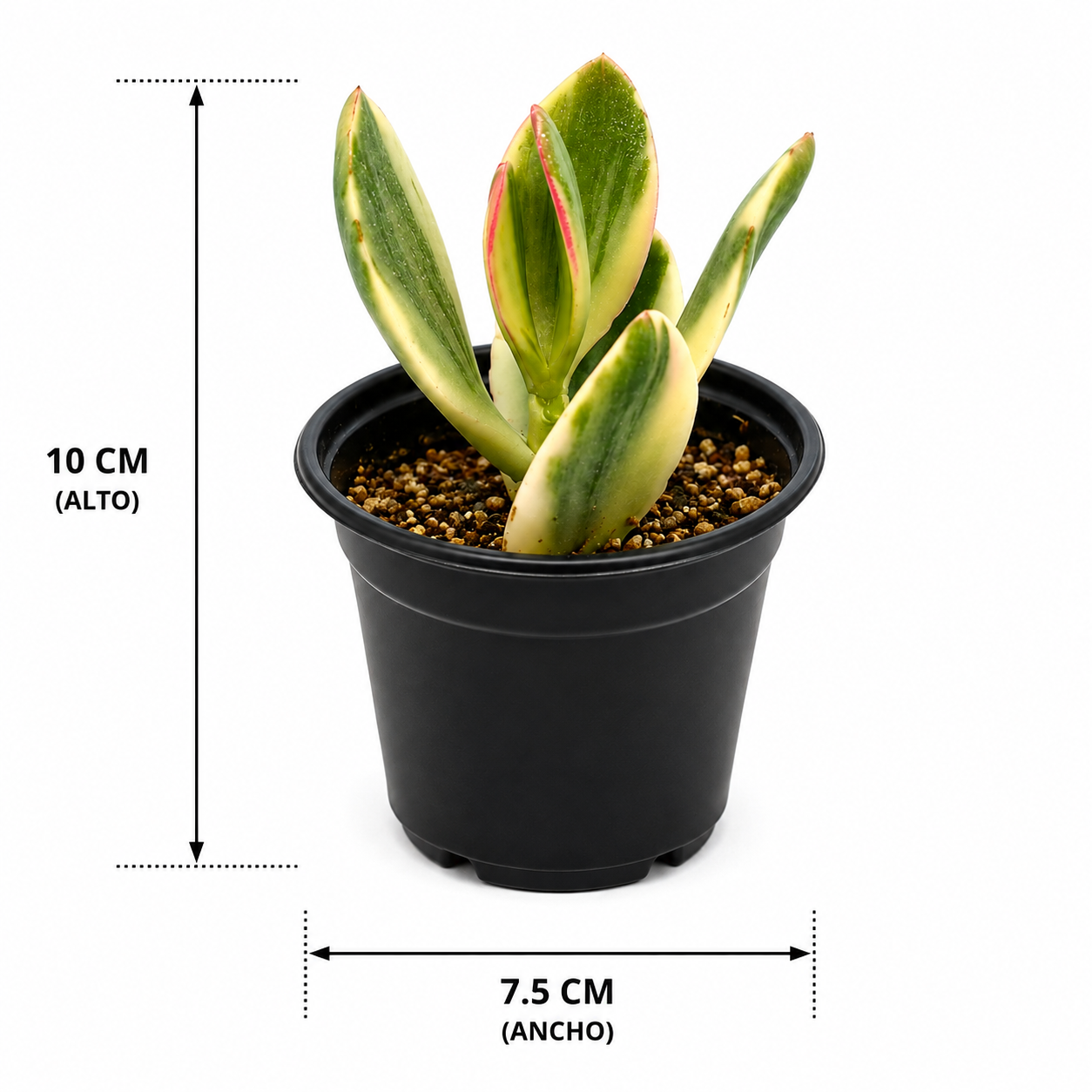 Crassula ovata variegada en maceta de 3 pulgadas con medidas
