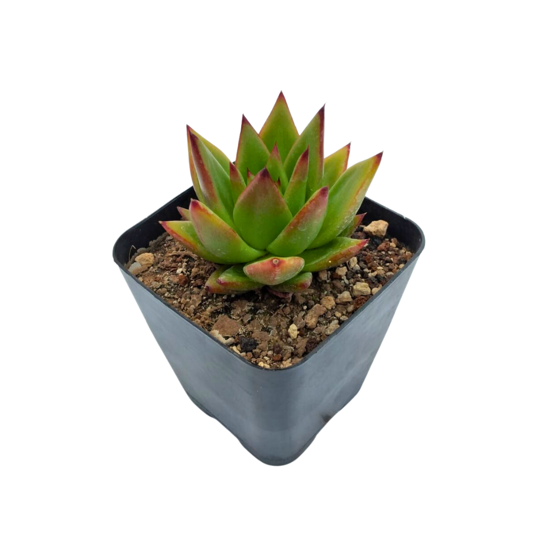 Echeveria Agavoides