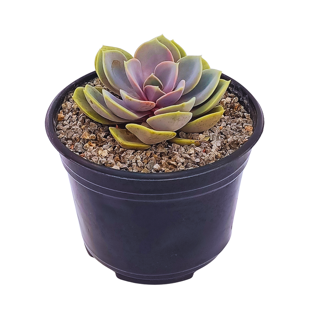Echeveria Perle Von Nurnberg