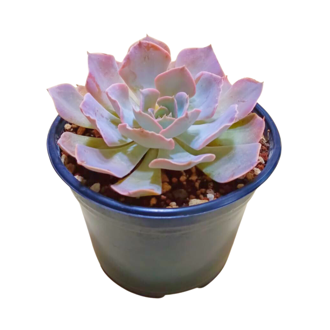 Echeveria Shaviana