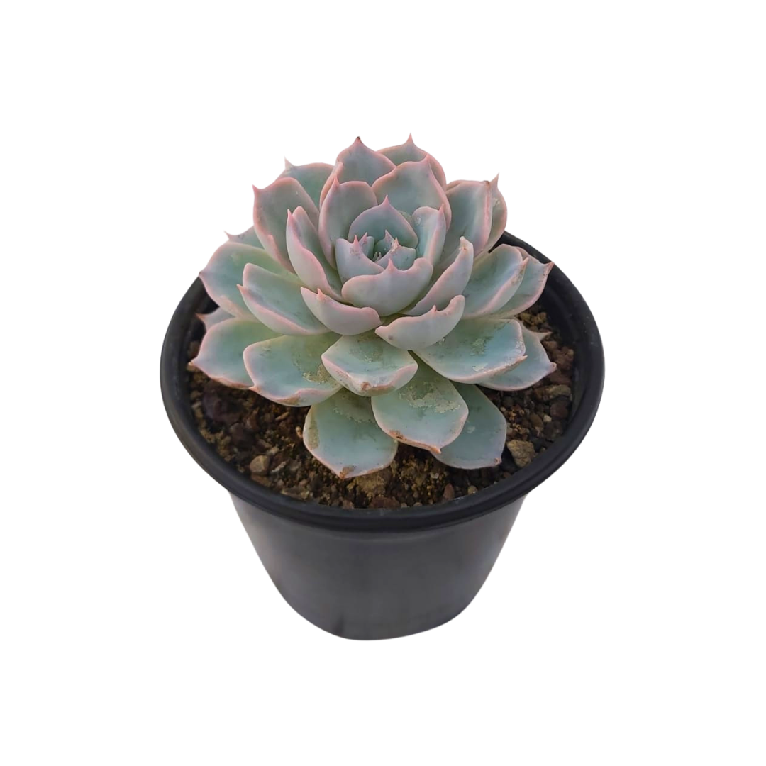 Echeveria Subsessilis Blue