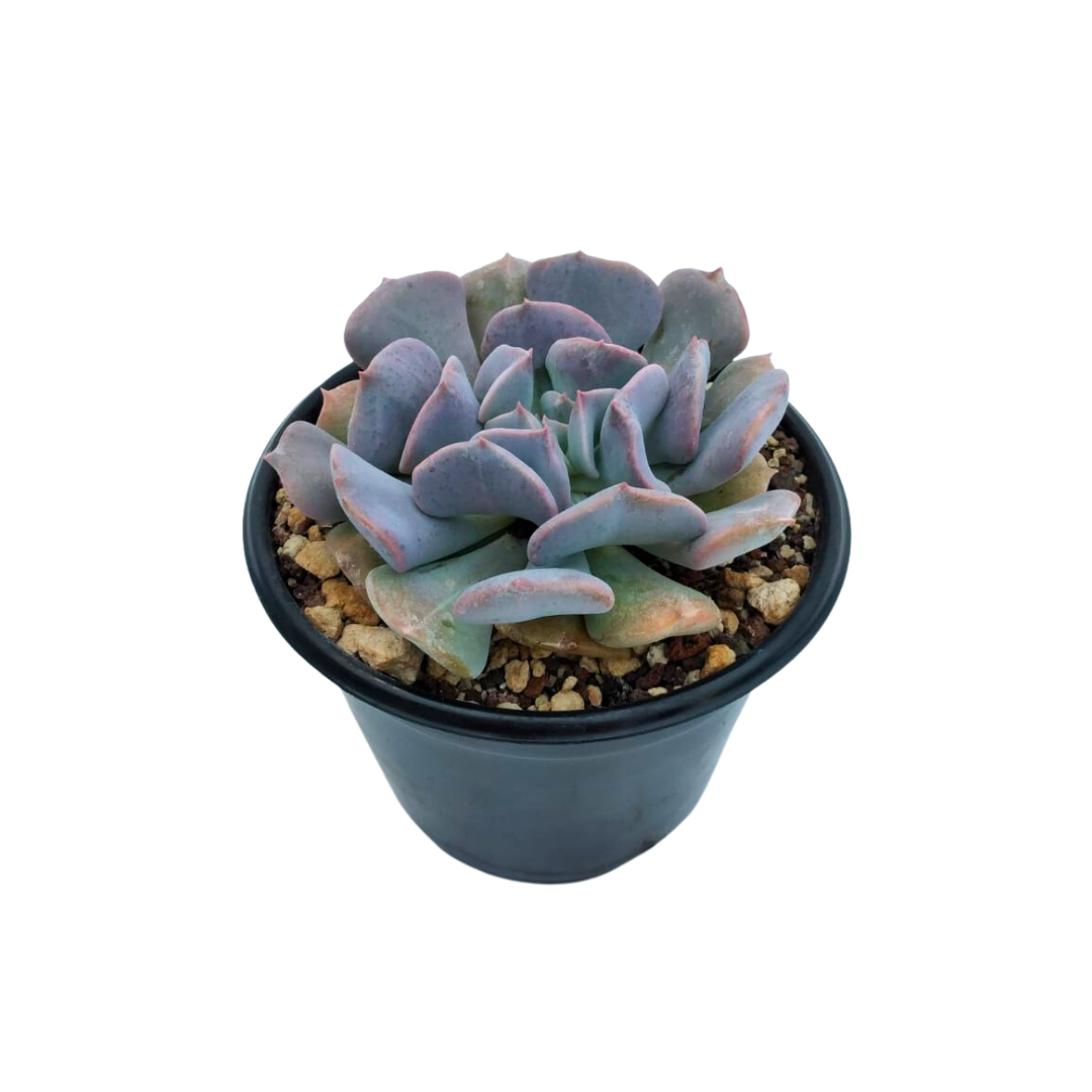 Echeveria Cubic Frost