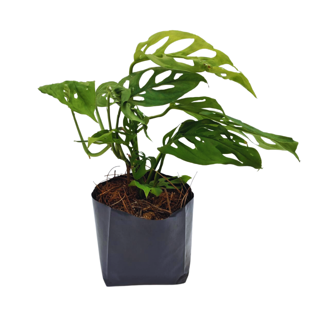 Monstera Andasonni