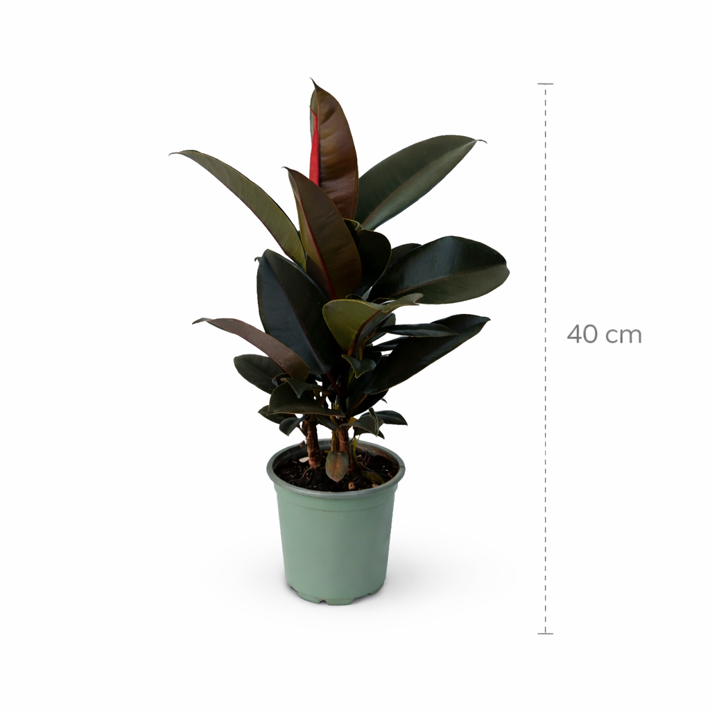 Ficus elástica burgundy hule negro en maceta con hojas oscuras brillantes con medidas