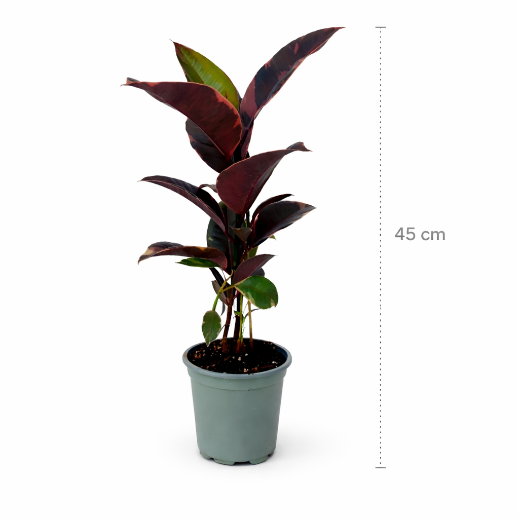 Ficus elástica ruby hule rosa con hojas variegadas en maceta medidas