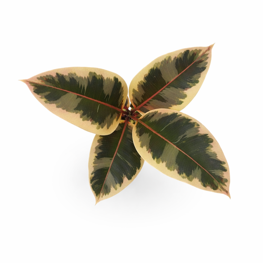 Ficus tineke en maceta con hojas variegadas verde y crema toma aérea