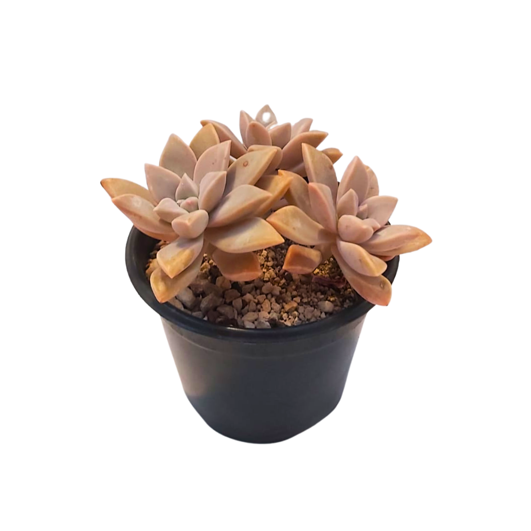 Graptopetalum Paraguayense