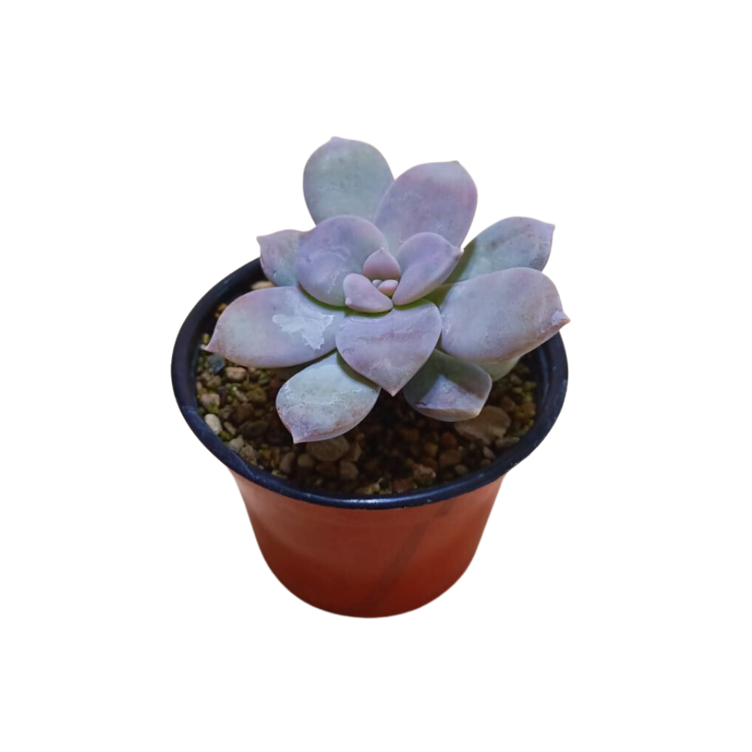 Graptopetalum Pentandrum