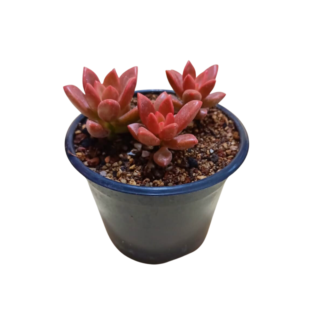 Graptosedum Vera Higgins