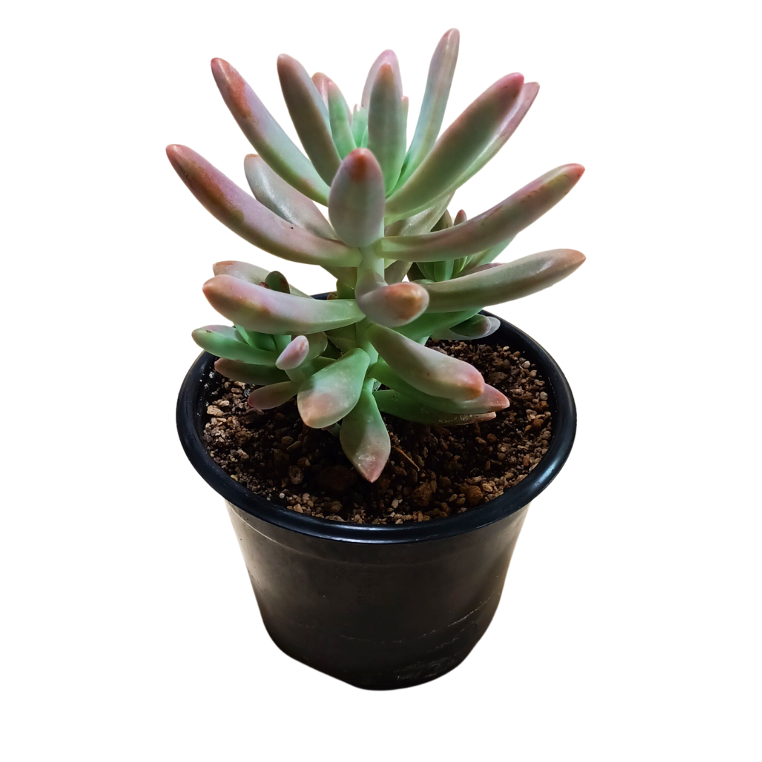 Graptopetalum Sunshine