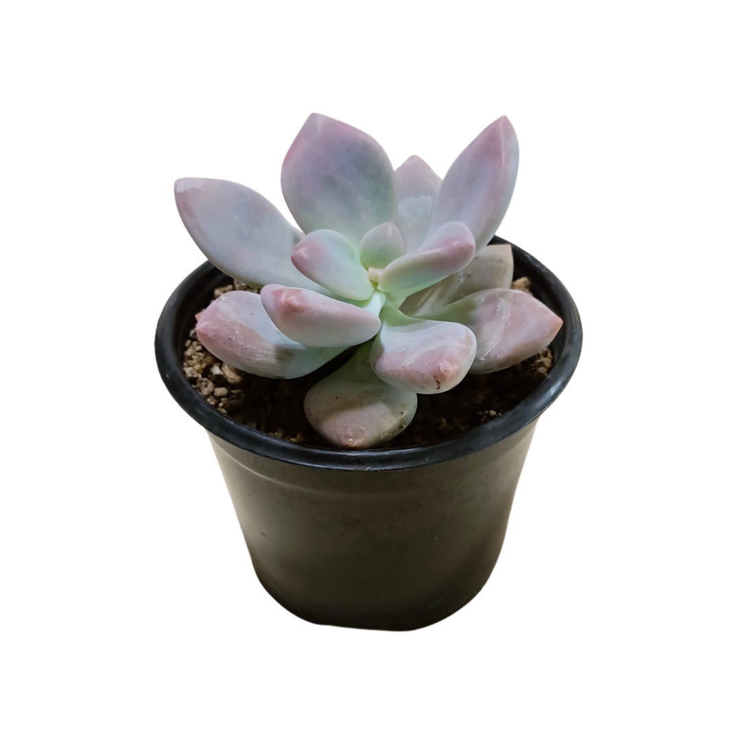 Graptopetalum Murasaki