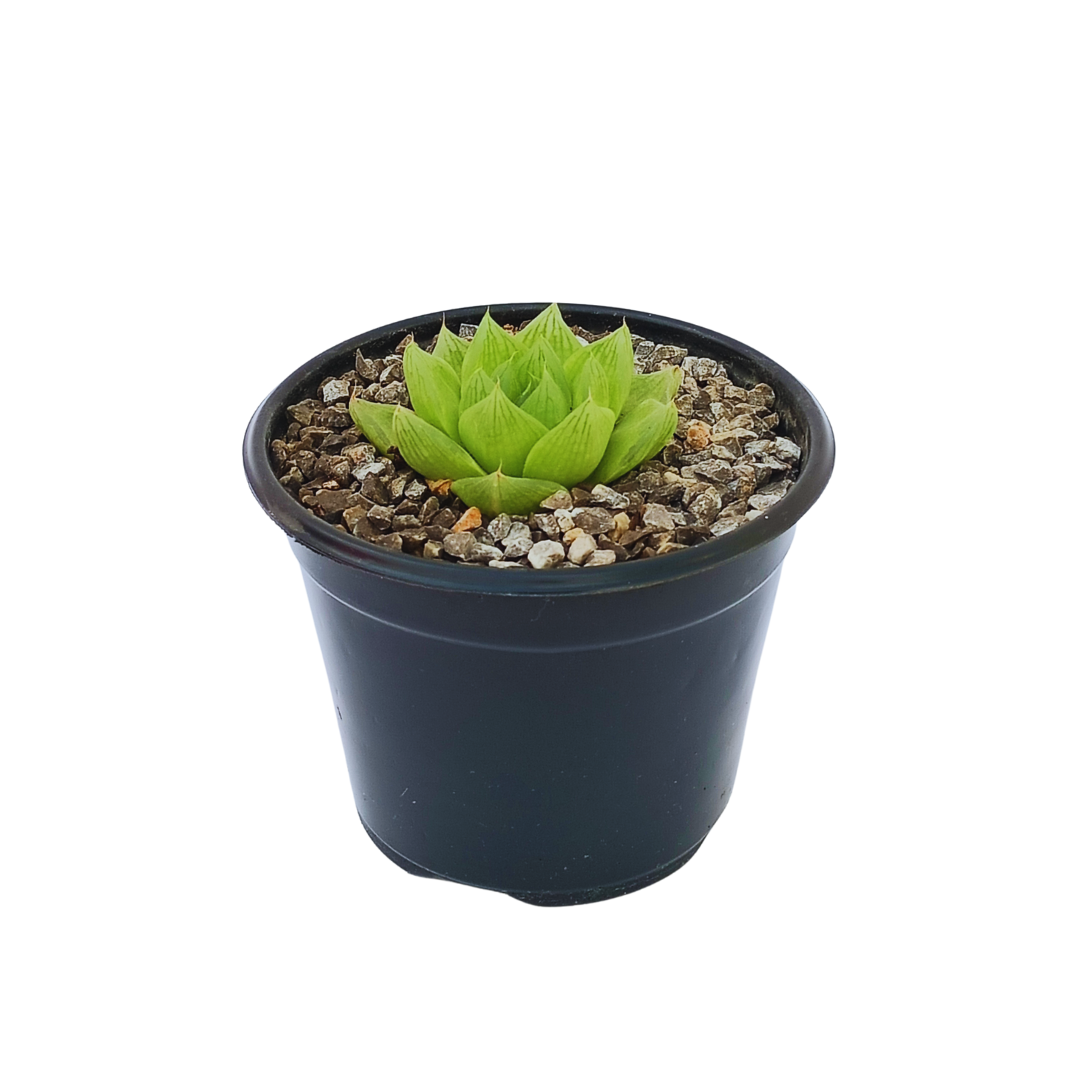 Haworthia Cymbiformis
