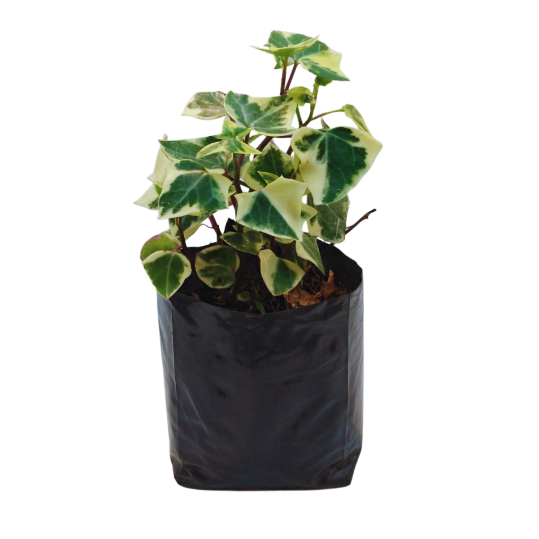 Hiedra variegada