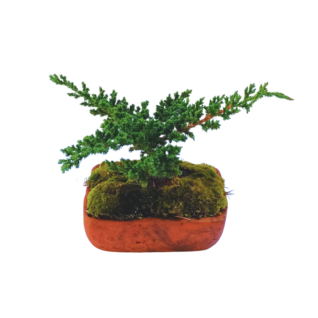 Junípero azul bonsai