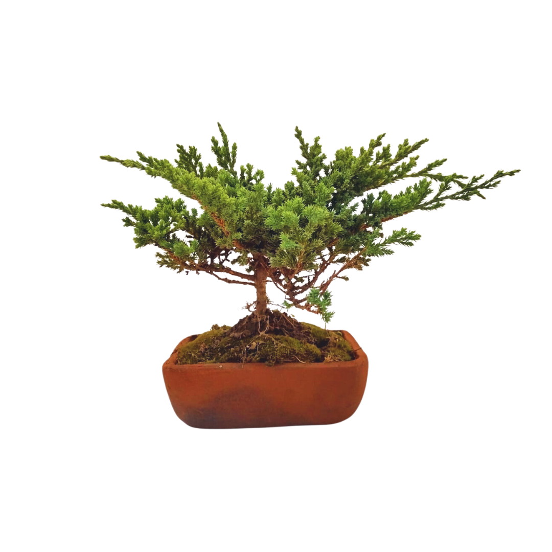 Junípero azul bonsai