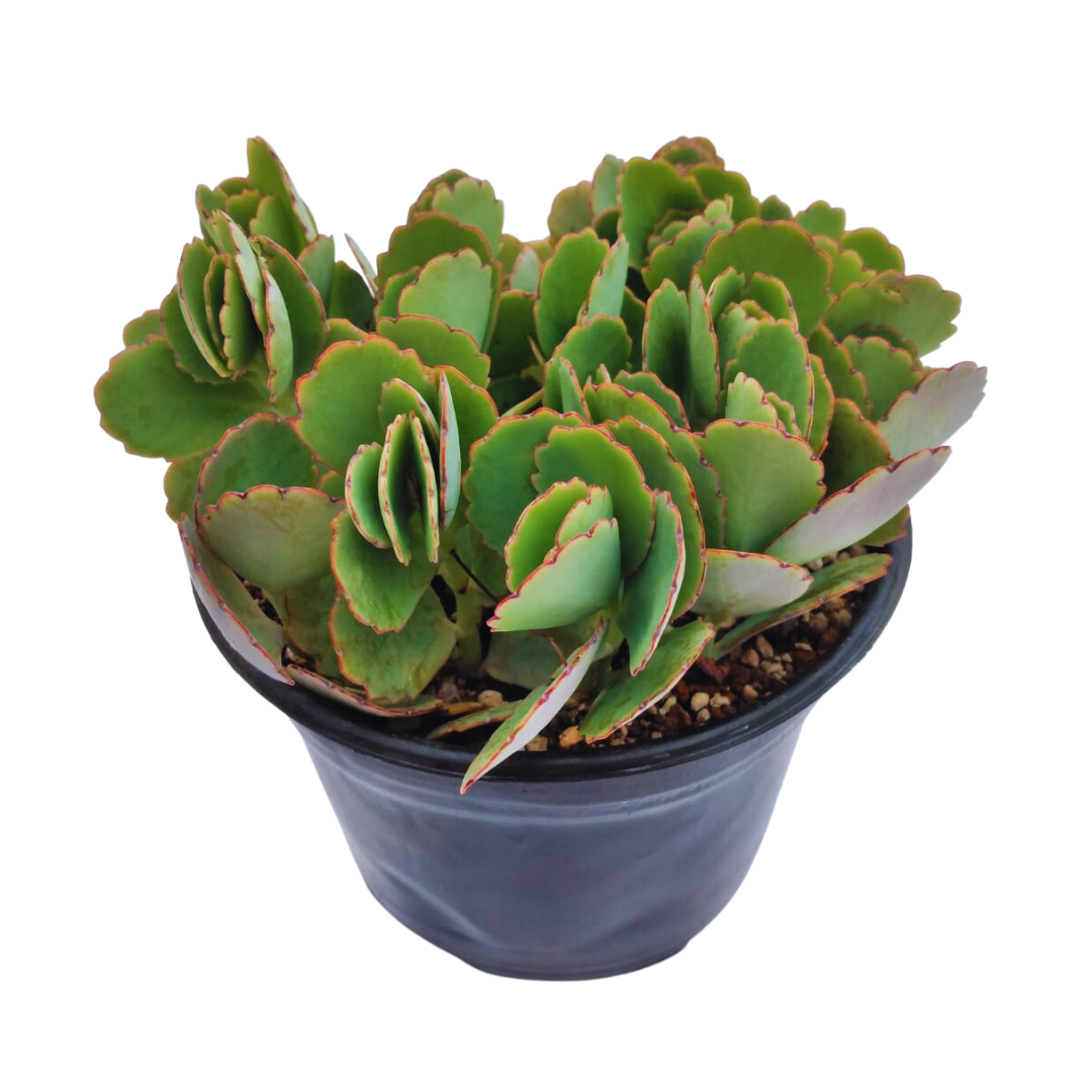 Kalanchoe Fedtschenkoi
