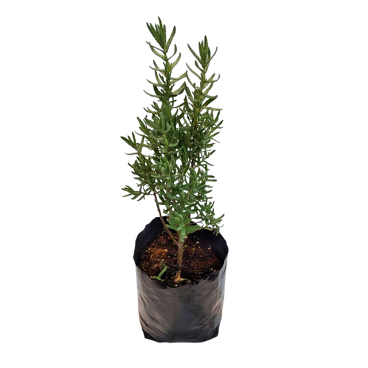 Lavanda