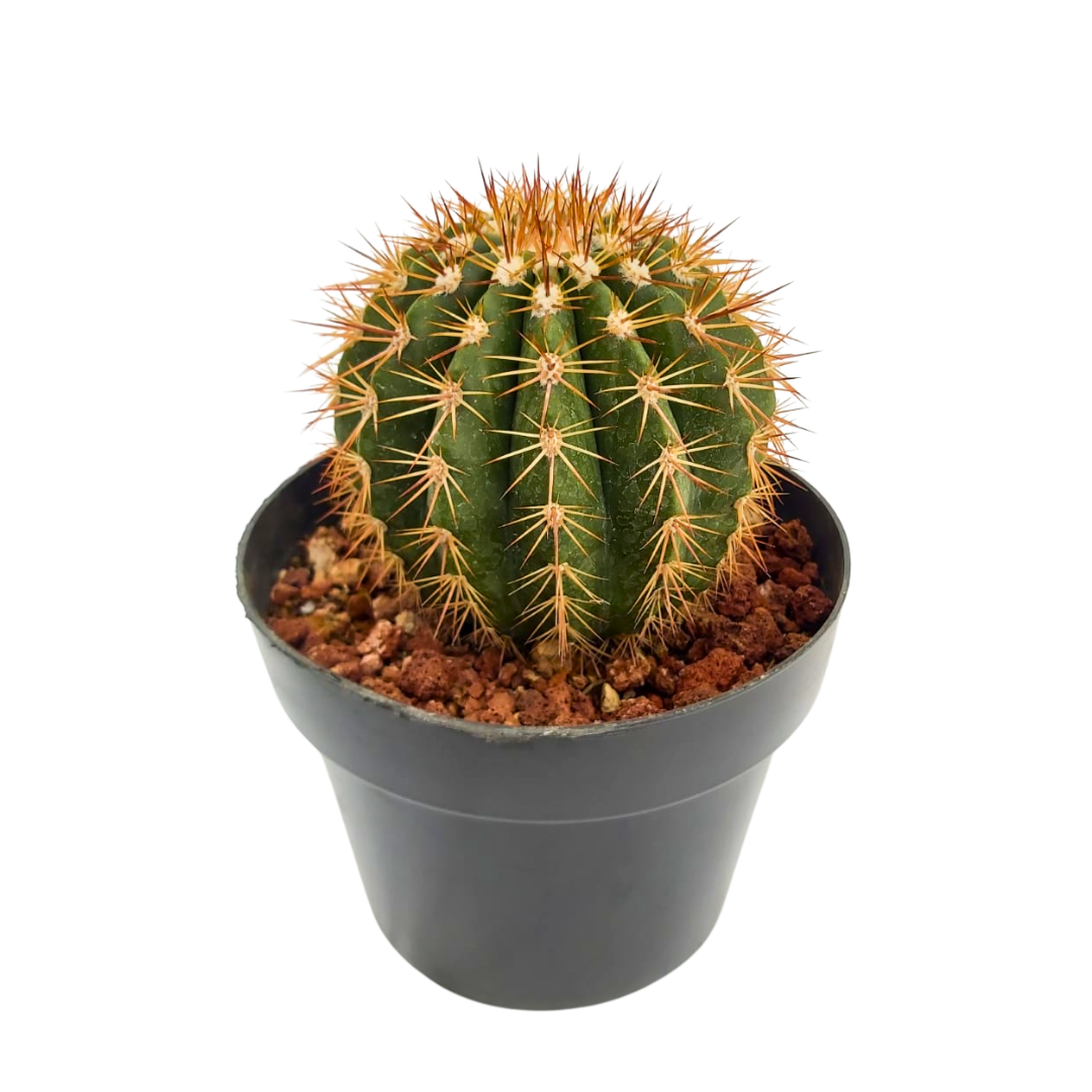 Melocactus conoideus