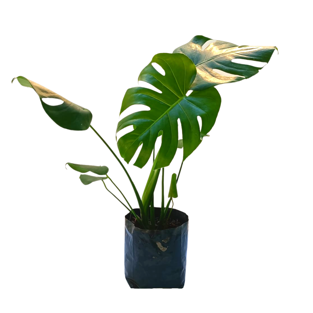 Monstera deliciosa