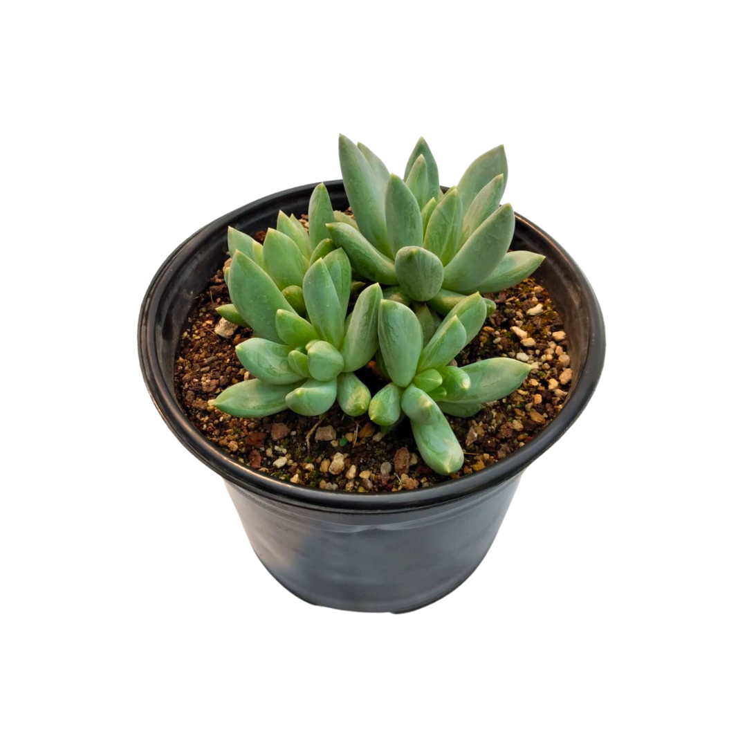 Pachyphytum Hookeri