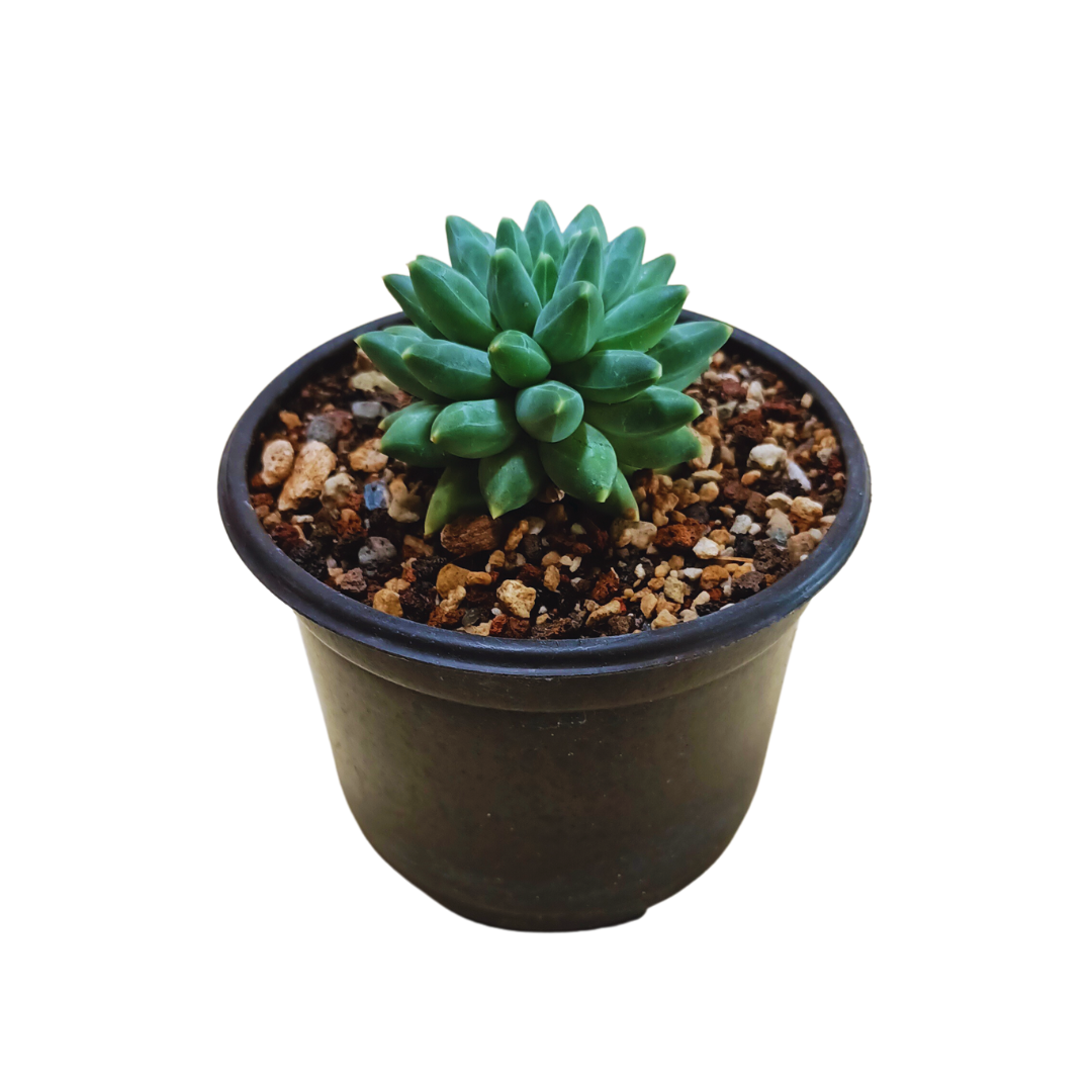 Pachyphytum Compactum