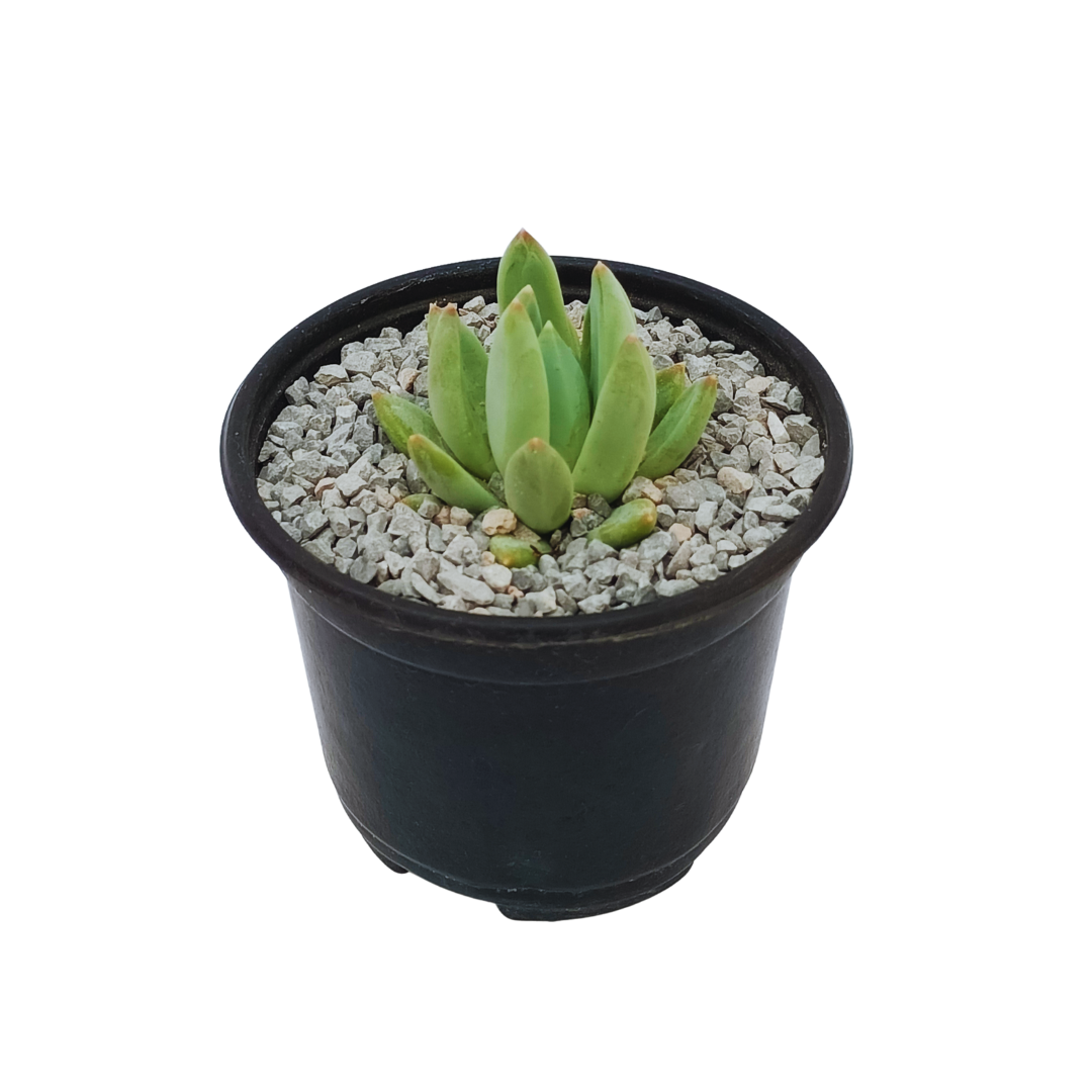 Pachyphytum Hookeri